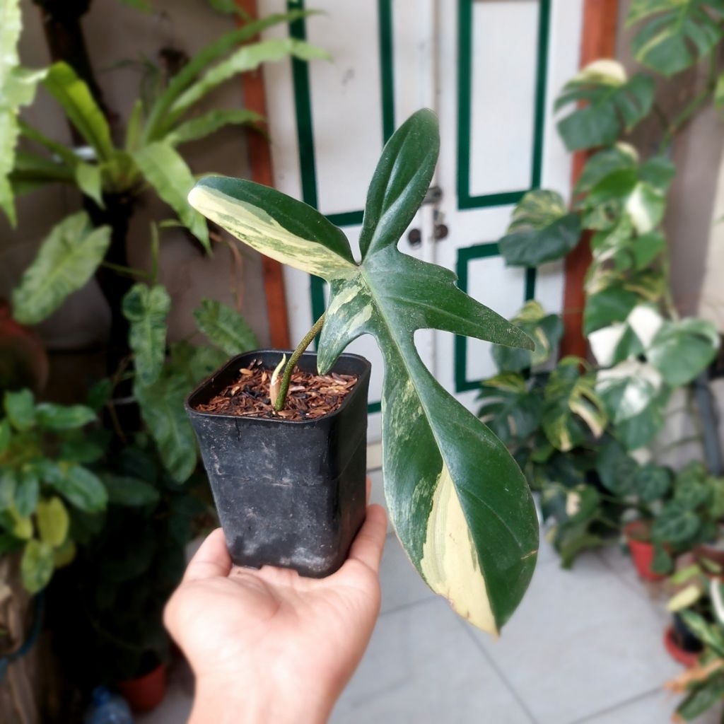 Philodendron florida beauty farigata. Flobe farigata anakan
