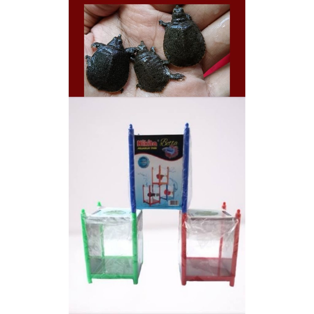perlengkapan Aquarium bulus labi labi