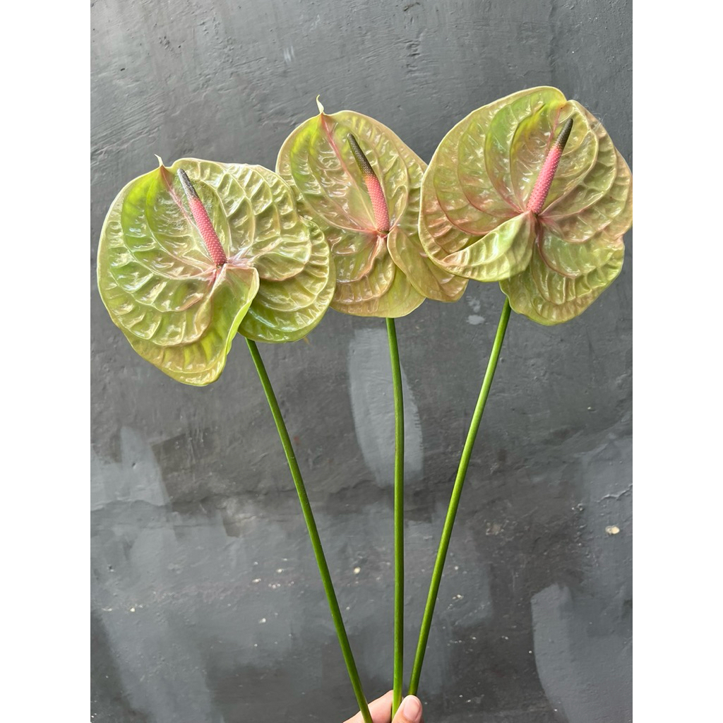Anthurium hijau pistache bunga potong segar