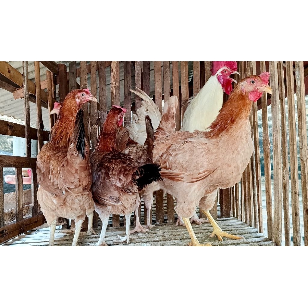 TELUR TETAS AYAM ELBA KAMPUNG PETELUR