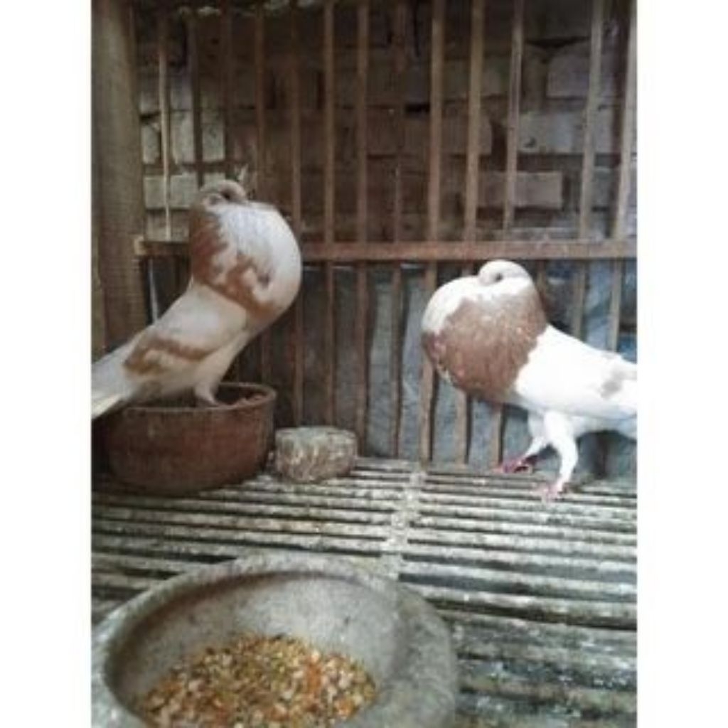 MERPATi hias gondok NORWICH pasangan pilihan rawatan