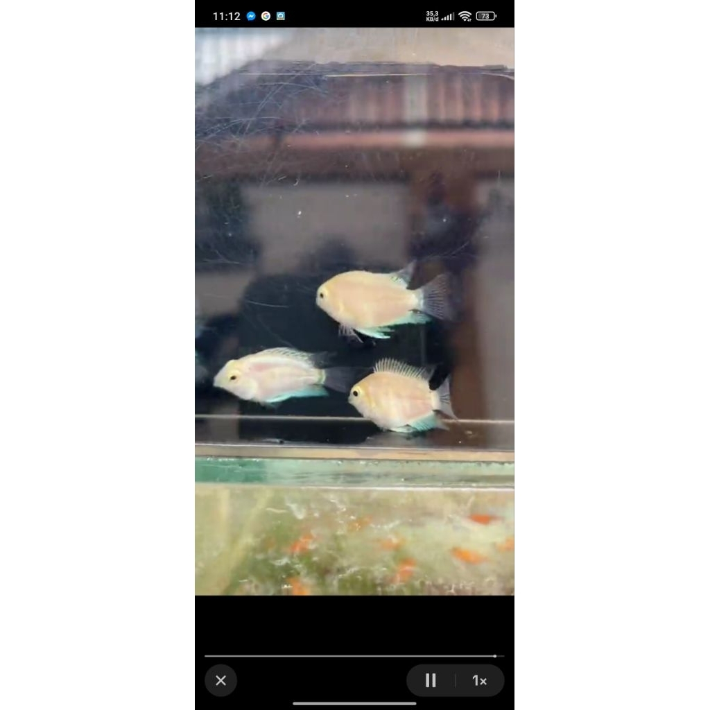 Ikan Polar platinum sehat dan cantik