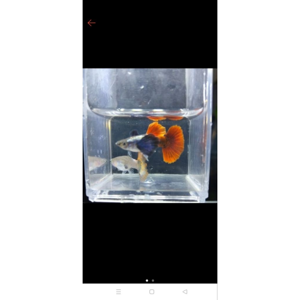 SEPASANG GUPPY PRTDE HM