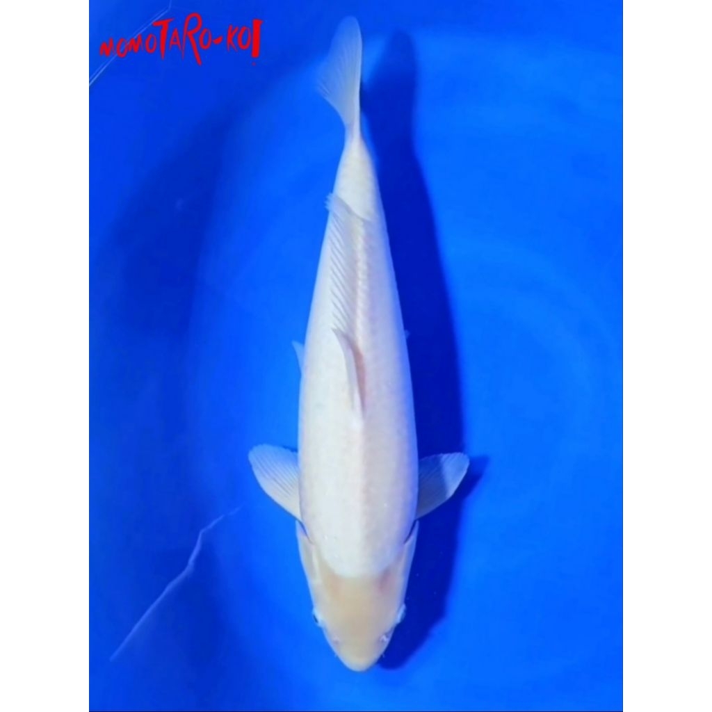 Ikan Koi Shiromuji 55BU Momotaro Farm Sertifikat Breeder Import Jepang
