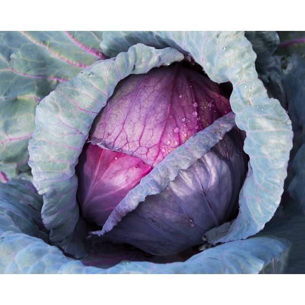 COD - Bibit Kubis Ungu