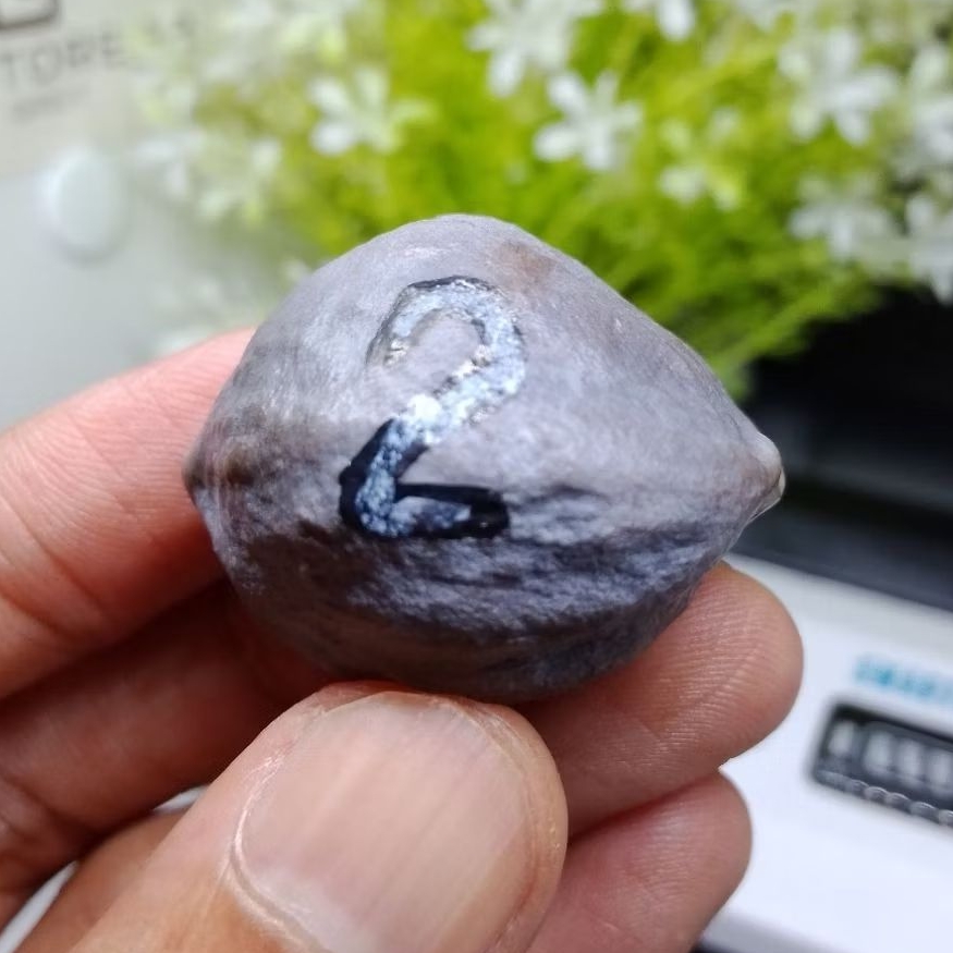 Muncang Adu Jalim CP Junior kode 2