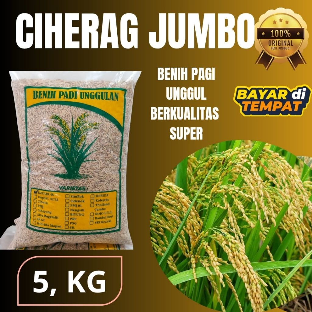 BENIH PADI UNGGUL SUPER CIHERANG JUMBO. KEMSAMAN 5KG