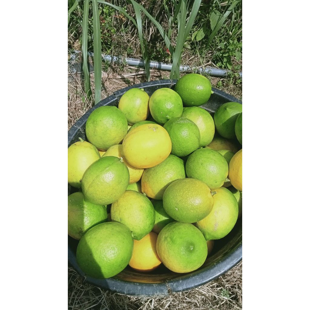 Lemon California 1Kg