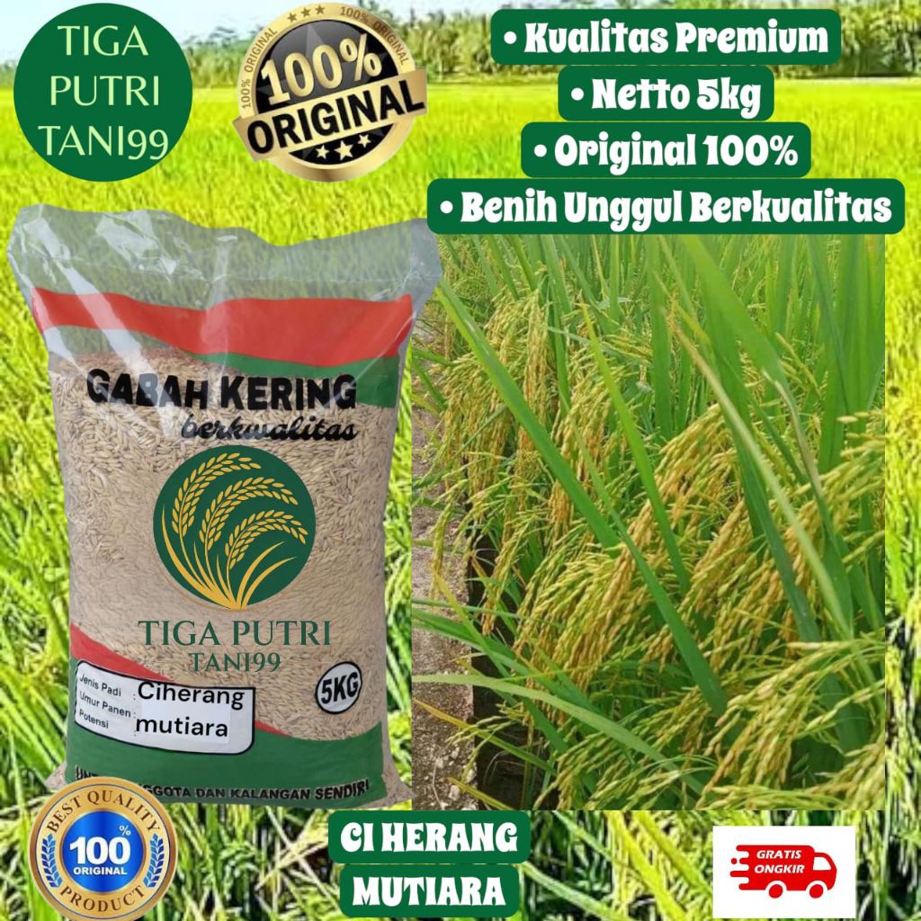 Bibit padi ciherang mutiara