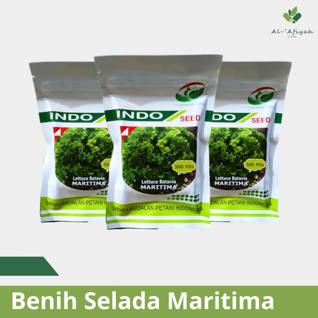 Benih Selada Lectuve Batavia MARITIMA 500pils/ Indo Seed