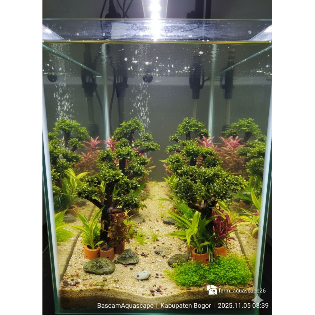bonsai mini ples mos pelia|bonsai aquascape|hiasan akuarium