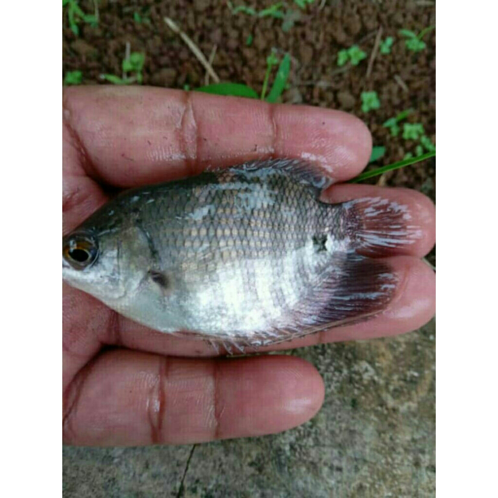 bibit gurame 3 jari