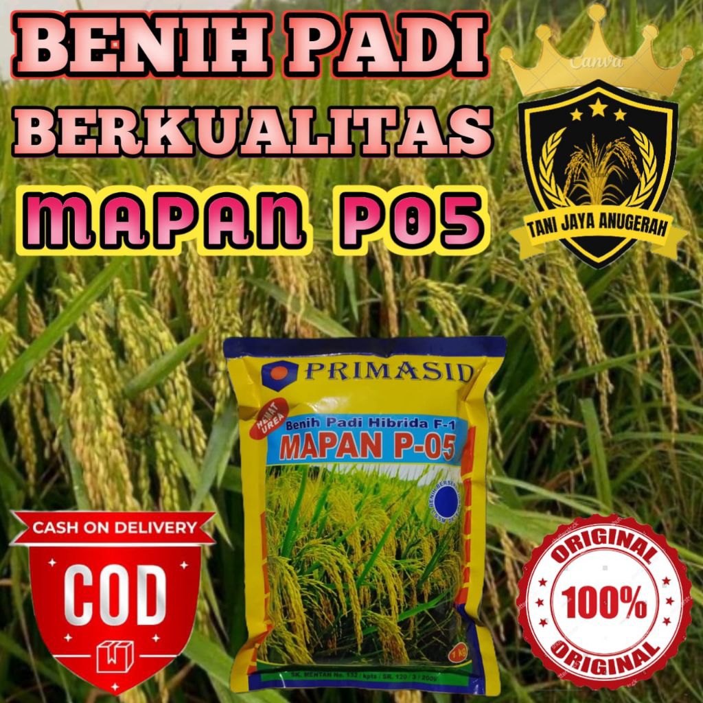 BENIH PADI UNGGUL MAPAN P05 ORIGINAL SUPER BERKUALITAS (5 KG)
