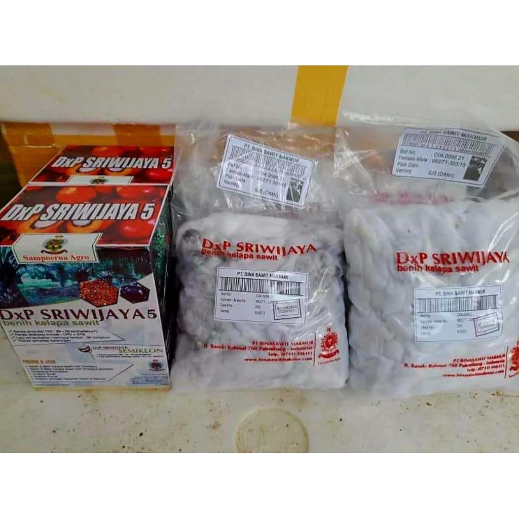 BENIH KECAMBAH SAWIT SRIWIJAYA 5 KUALITAS UNGGUL