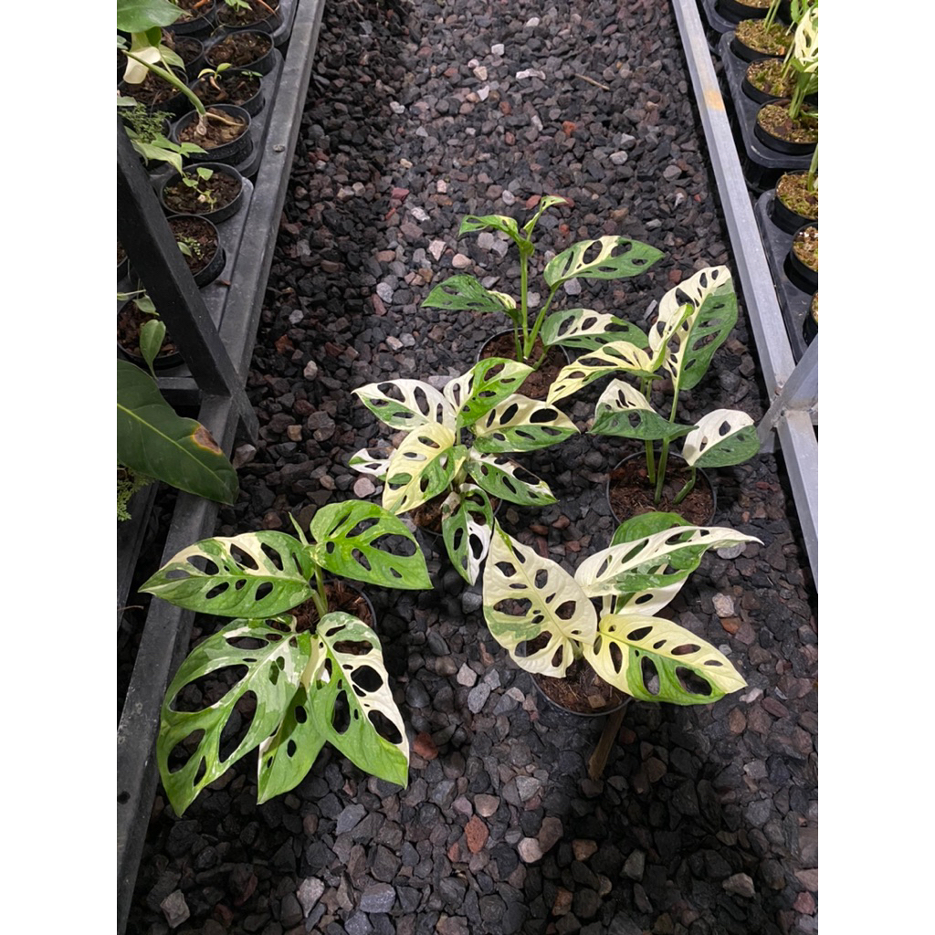 MONSTERA ADANSONII VARIEGATA / JANBOL VARIEGATA / JANBOL JEPANG VARIEGATA