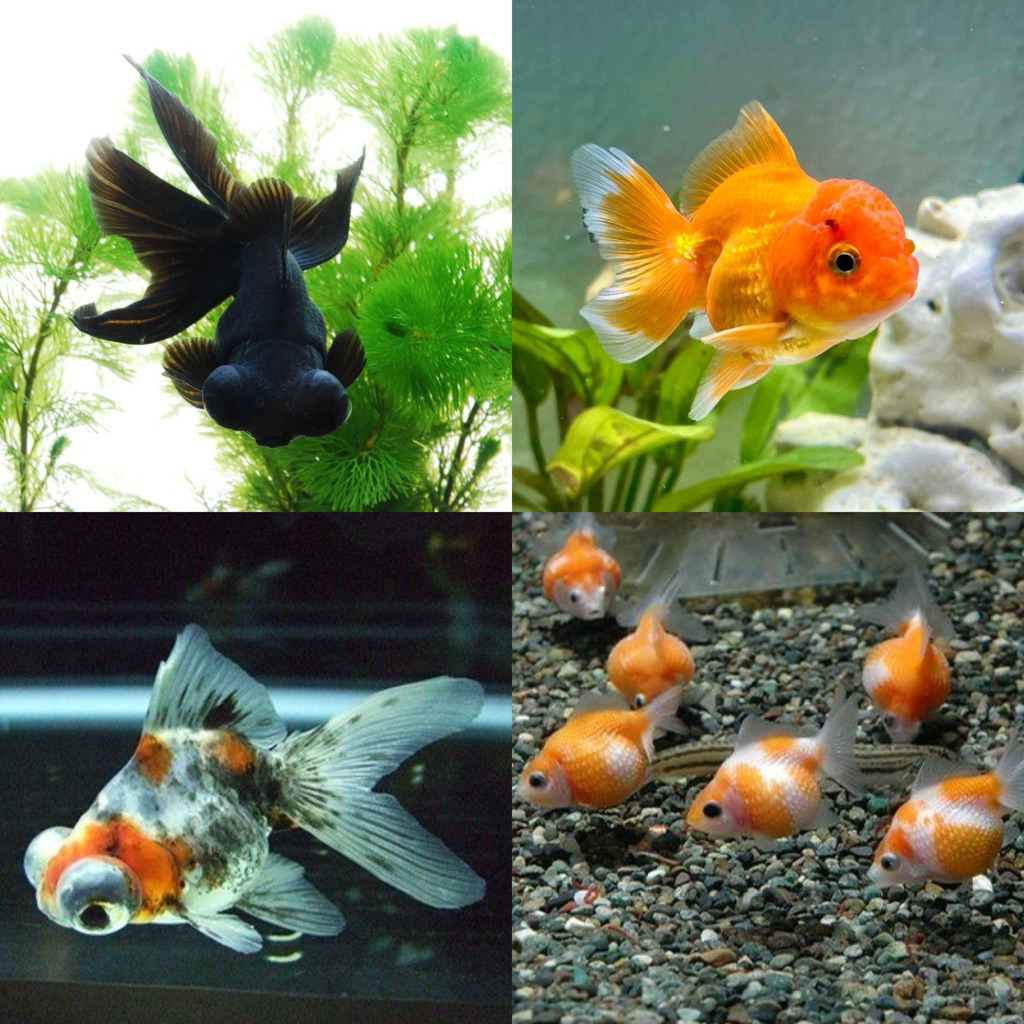 [Chan Aquatic] PAKET IKAN ANAKAN KOKI 10 EKOR BLACK MOOR KOKI LOWO ORANDA TEKIM MUTIARA BABY GOLDFIS