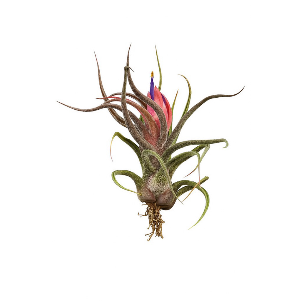 TILLANDSIA PRUINOSA TANAMAN UDARA