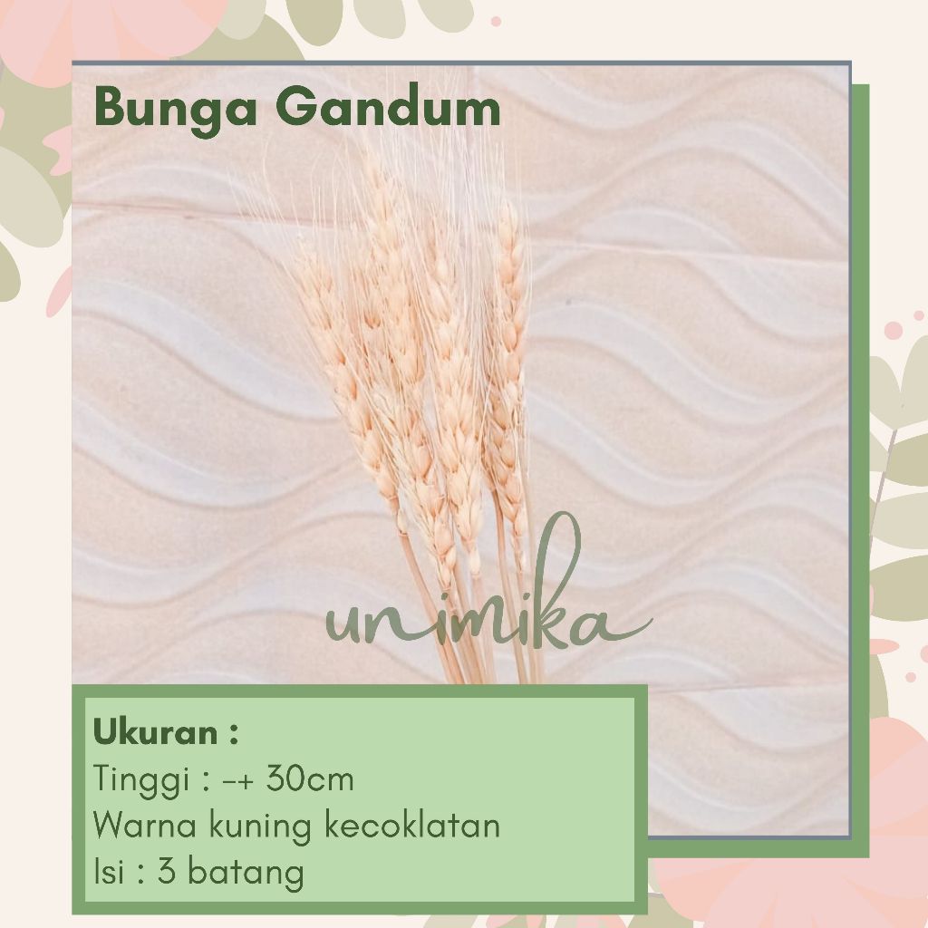 Bunga Gandum | Gandum kering | | Daun & Bunga Kering | Murah di Bali