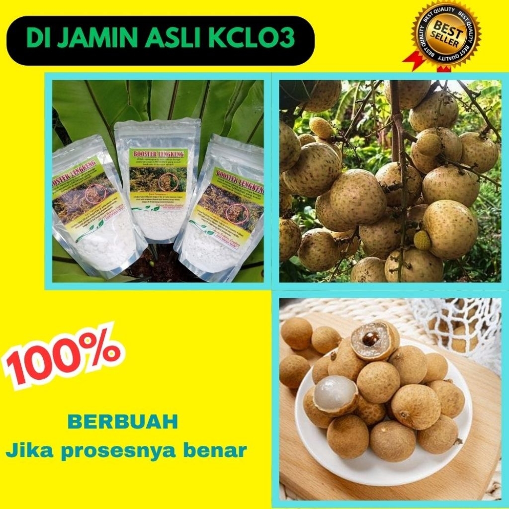 Pupuk Kelengkeng Kclo3, Pupuk Kelengkeng Merah