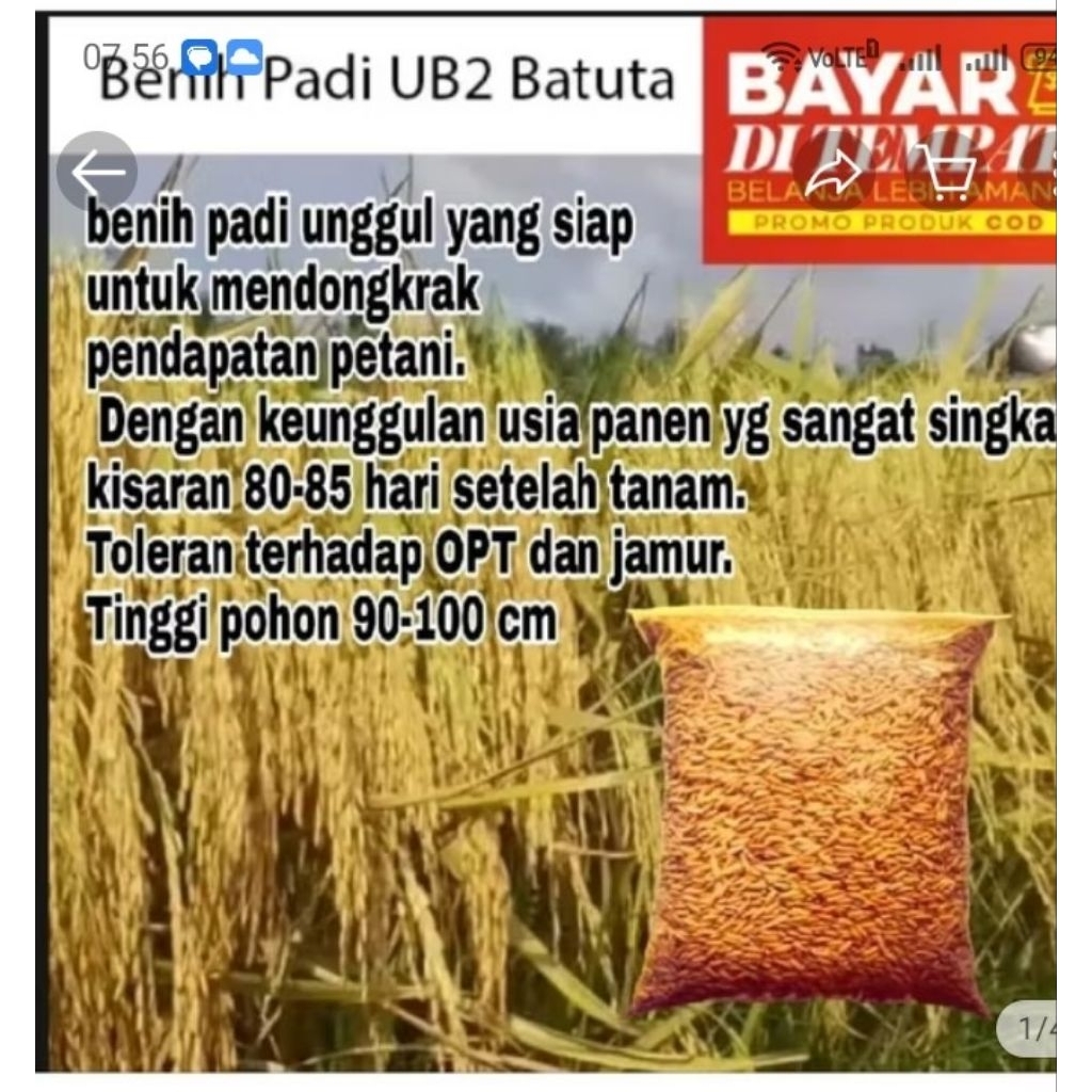 BENIH PADI UB2 BATUTA KEMASAN 1KG