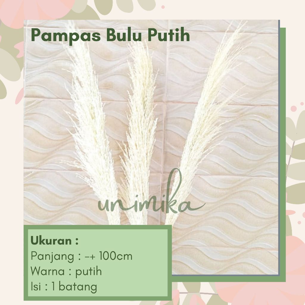 Pampas bulu putih | Pampas bleaching | Pampas bulu bleaching | Daun & Bunga Kering | Murah di Bali