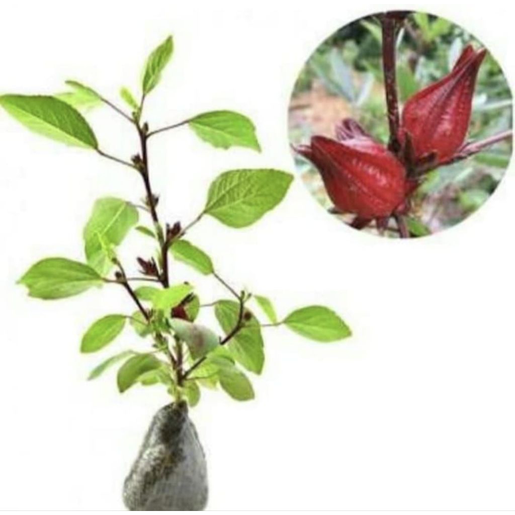 Pohon Rosella Bunga Merah / Pohon Rosella teh bunga merah