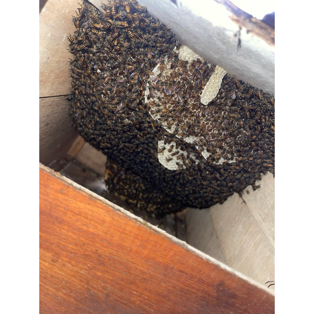 Lebah Madu Apis Cerana Bibit Koloni Super