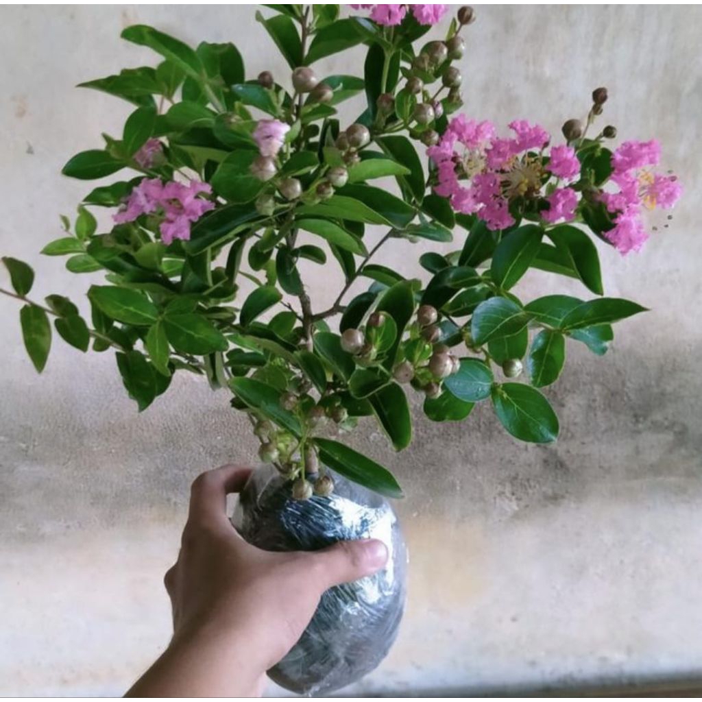 Pohon Sakura Tanaman Hias Pohon Bunga Sakura