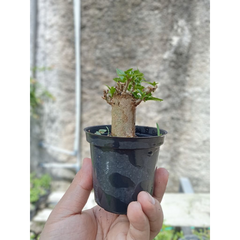 Bonsai Sancang Shito