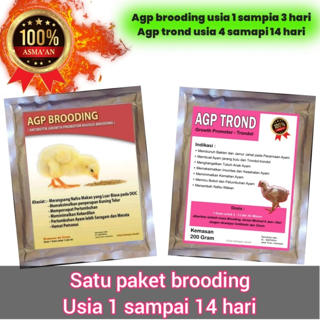 Agp brooding dan agp trond usia 1-14 hari