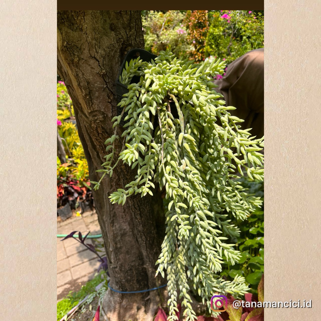 tanaman sukulen air mata ibu rimbun