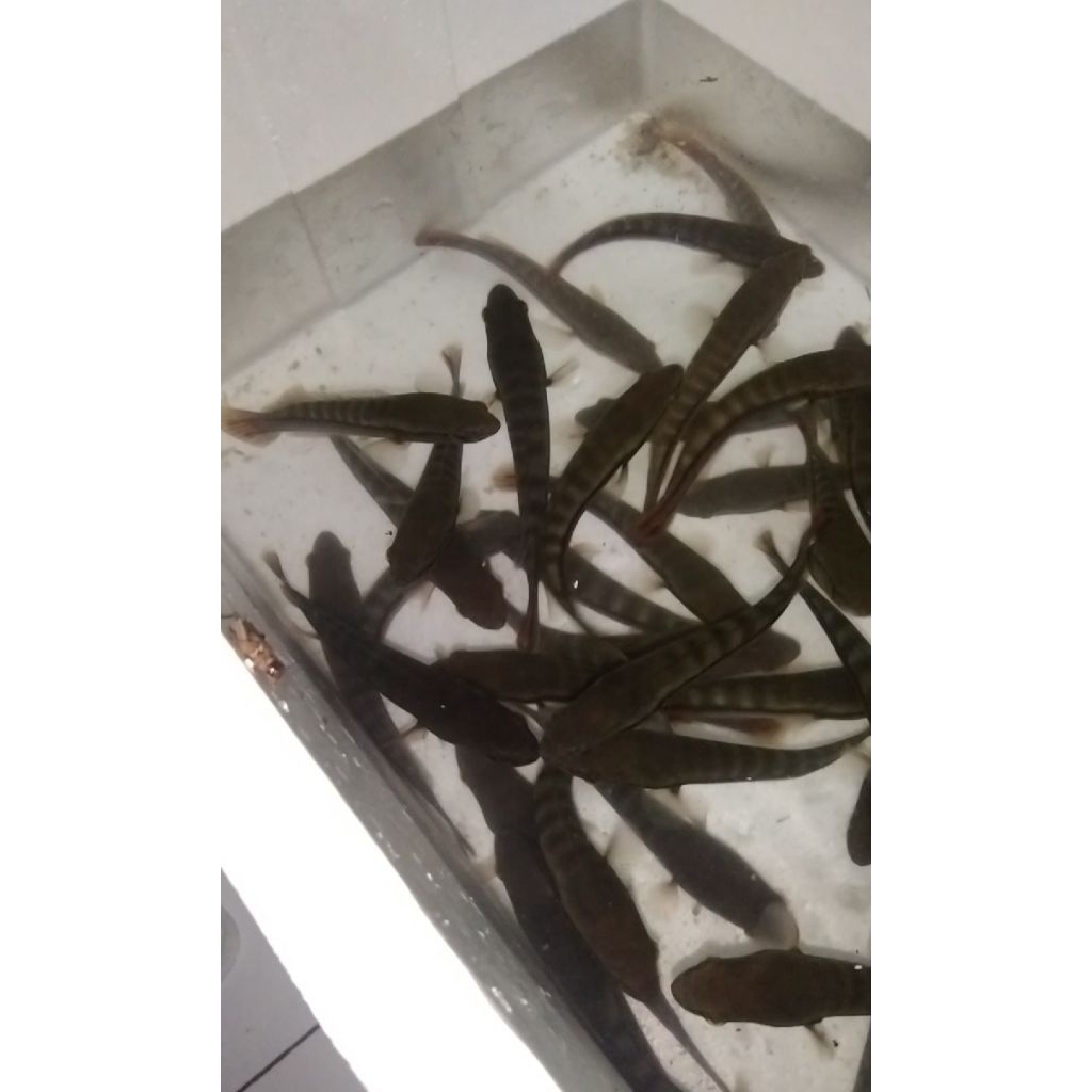 toman (chana micropeltes) 15-16cm up