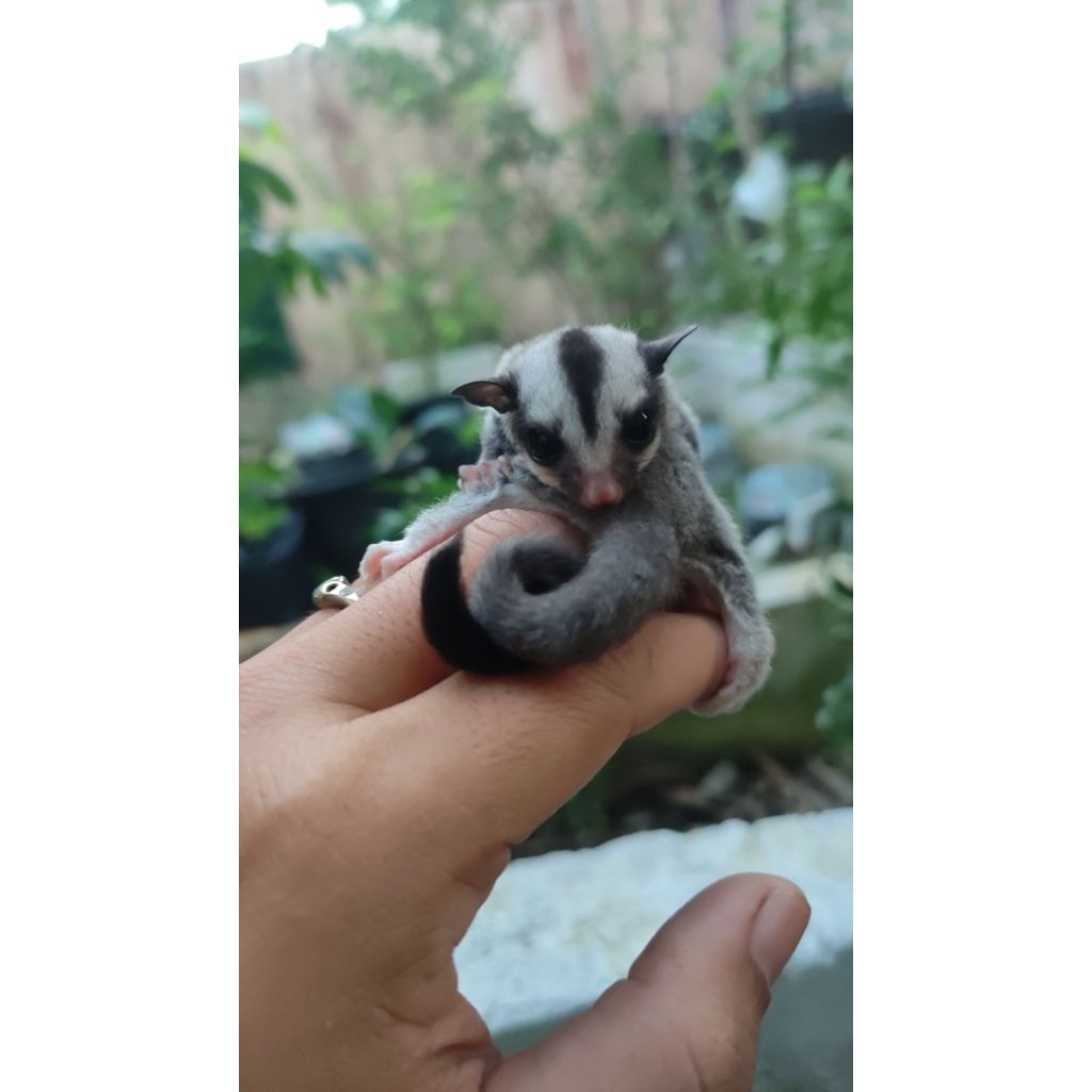 SG ClasicJoey SugarGlider
