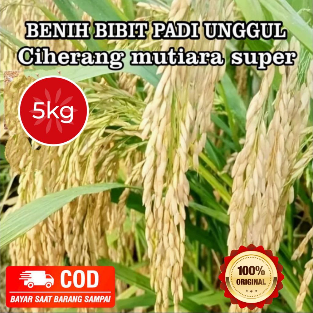 BENIH PADI CIHERANG MUTIARA SUPER 5KG