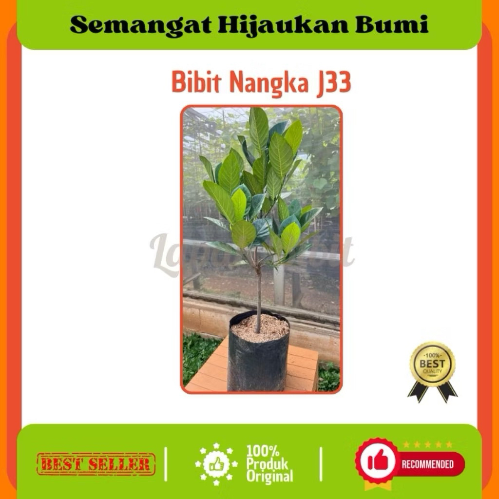 Bibit Nangka J33