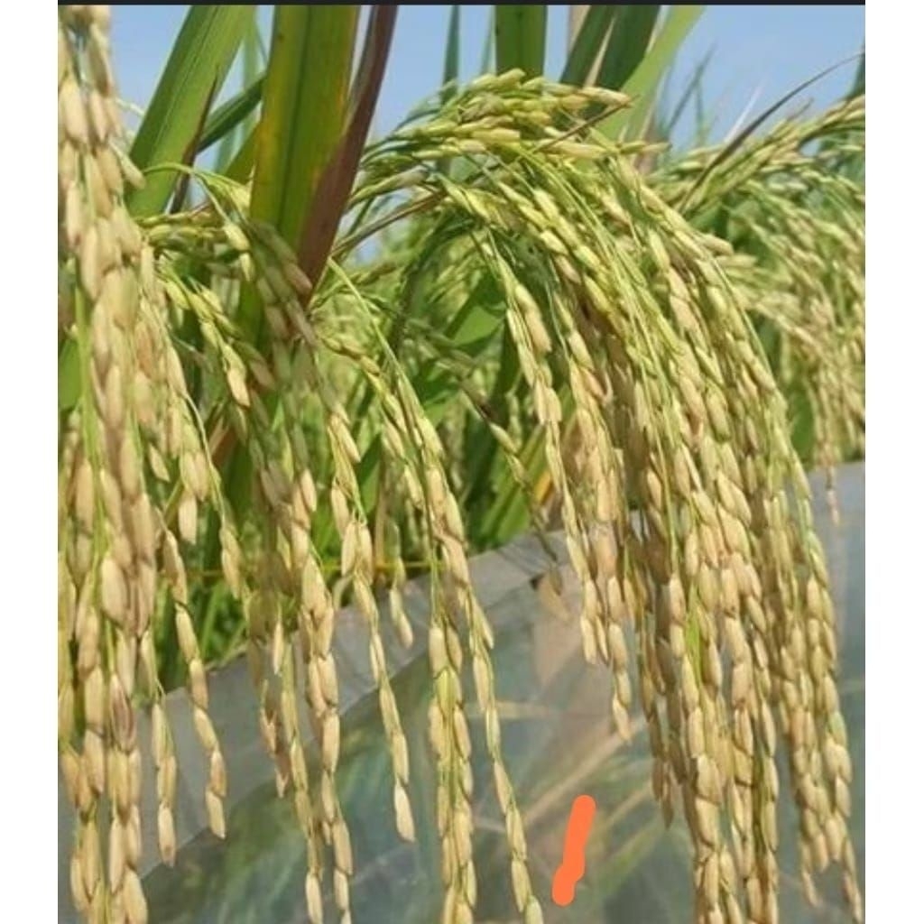 bibit padi unggul THAILAND JUMBO 1KG