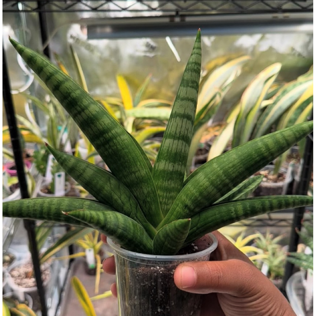 Sansevieria Marsha Anjani Daun Kipas