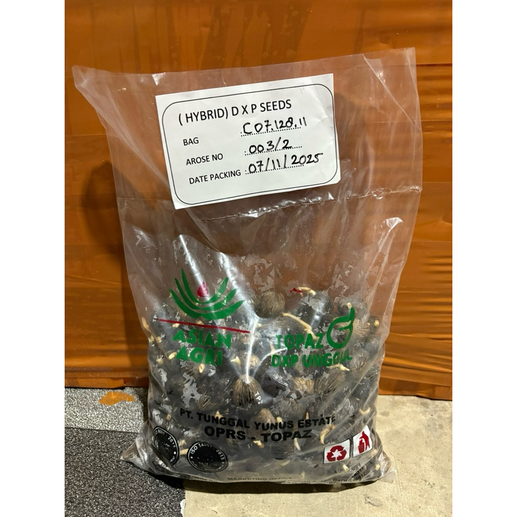 kecambah bibit sawit topaz