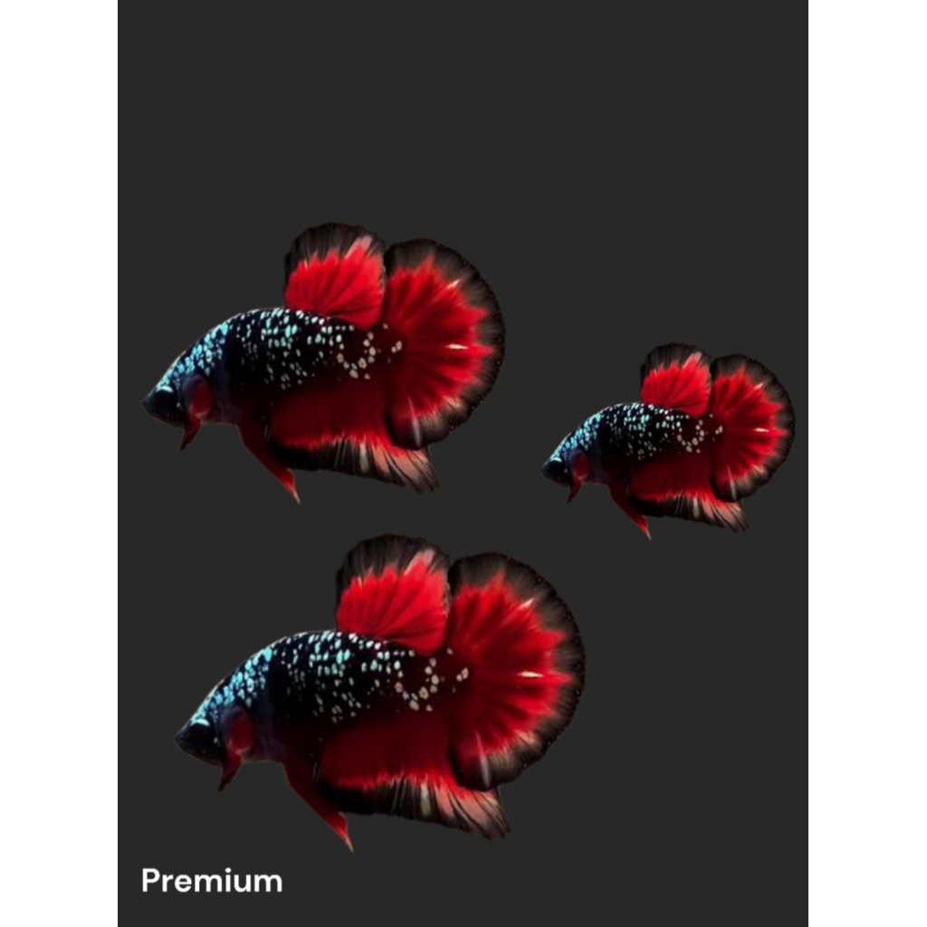 avatar copper jantan & AVATAR GORDON .male avatar copper .ikan cupang avatar serbuk pasir male halus