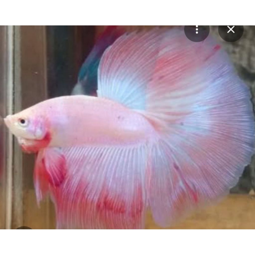 CUPANG HALFMOON PINK AURORA grade A