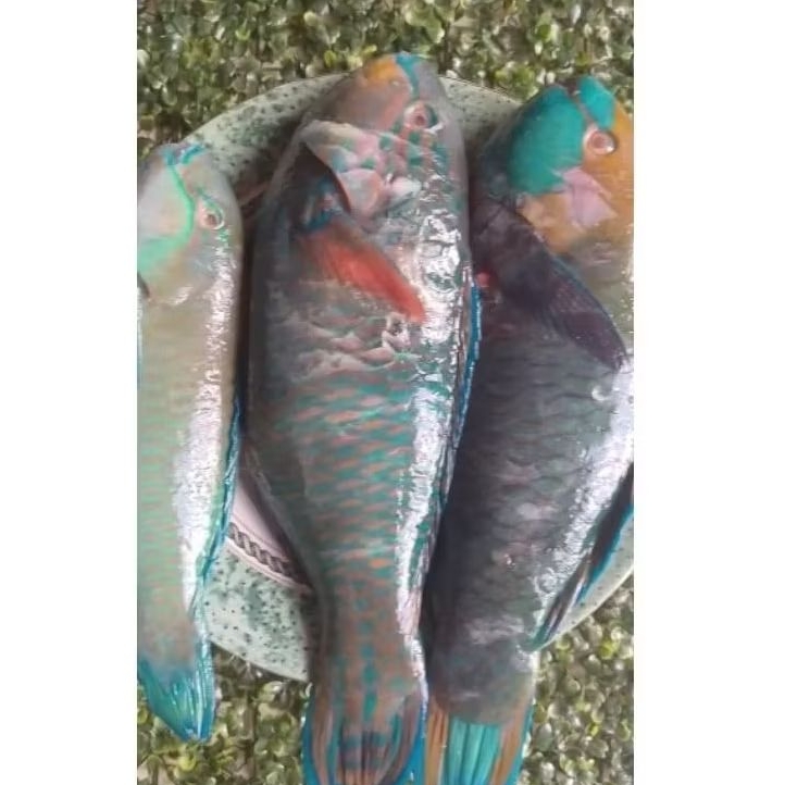 Ikan bayan segar.ikan kakaktua segar.ikan segar