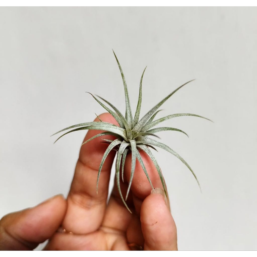 tillandsia utriculata baby tanaman udara atau airplant