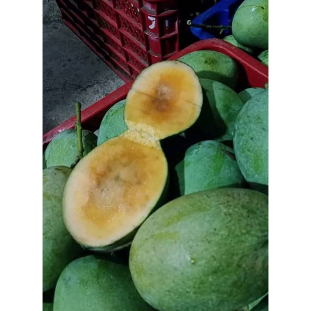 mangga manalagi 1 kg