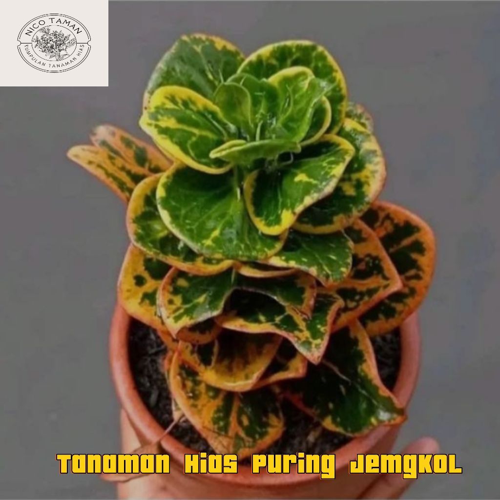 Tanaman Hias Puring Jengkol Atau Puring Koin Pohon puring Jengkol Rimbun