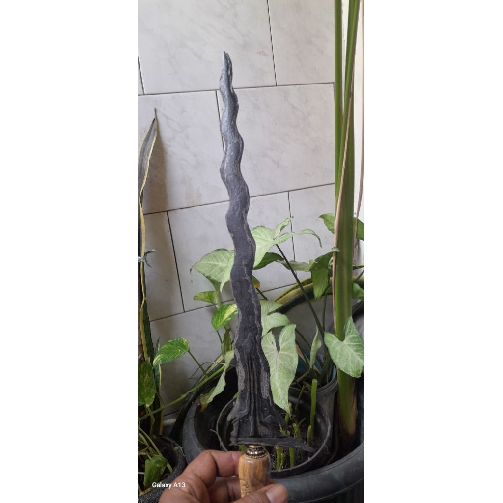 keris karno tinanding luk 13