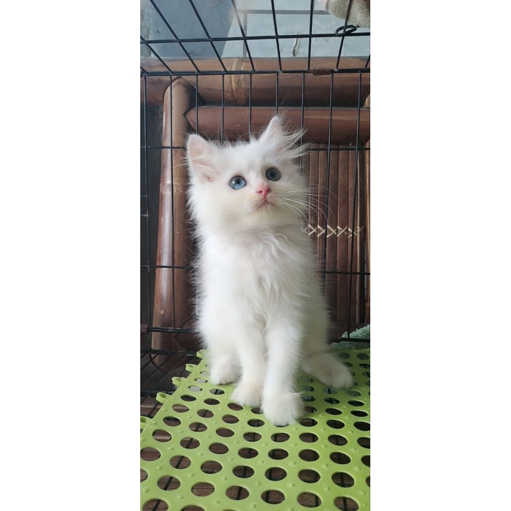Anak kucing anggora /kitten Persia  jantan