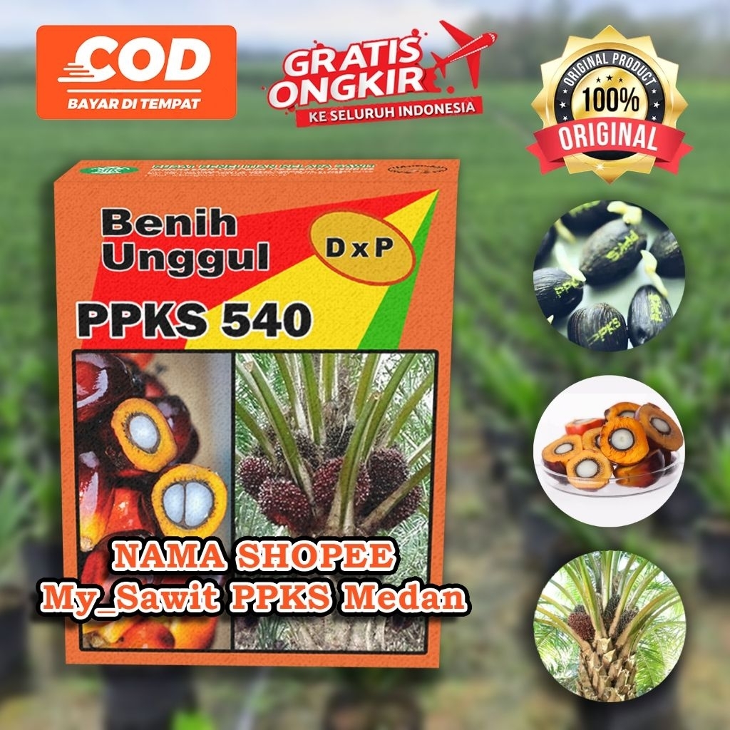 bibit sawit unggul ppks 239 medan