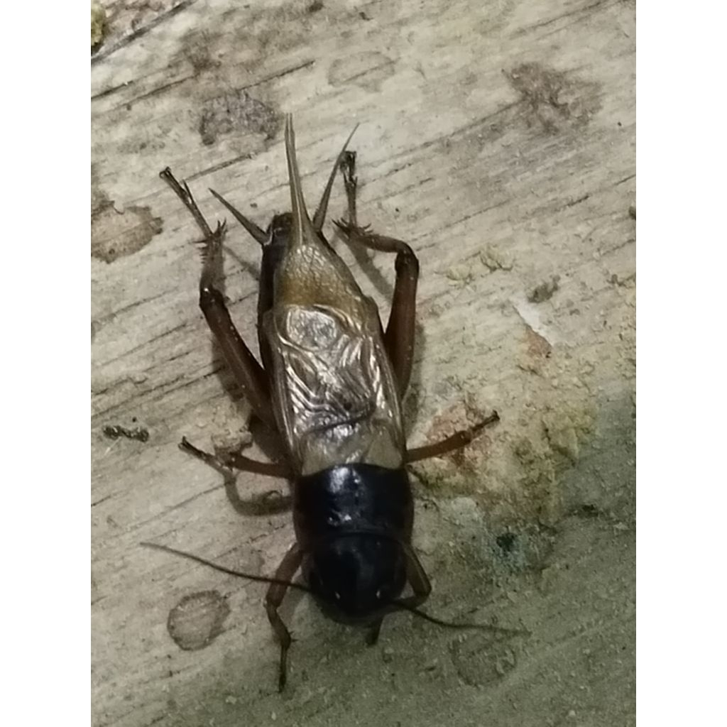 Jangkrik jantan kalung / jangkrik genggong / jangkrik alam / jangkrik aduan / hiburan / pengusir tik