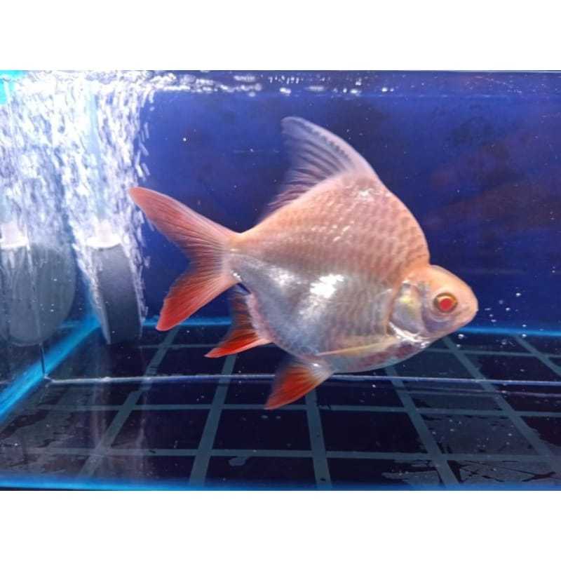 Dekorasi Hiasan Aquarium KAVIAT SB KING (Albino & Hijau) | (KHUSUS INSTAN)