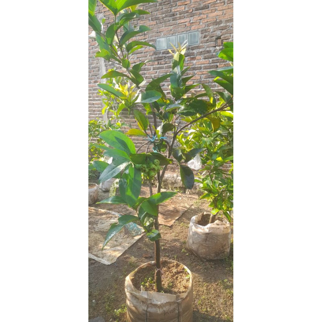 Bibit Jambu Kiojok Sudah Berbuah Batang Besar